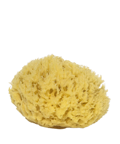 Natural Mediterranean honeycomb sea sponge 11.5–13 cm